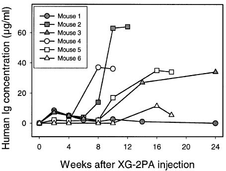 Tumor Formation By Injection Of Xg Pa Cells In Scid Mice Treated With