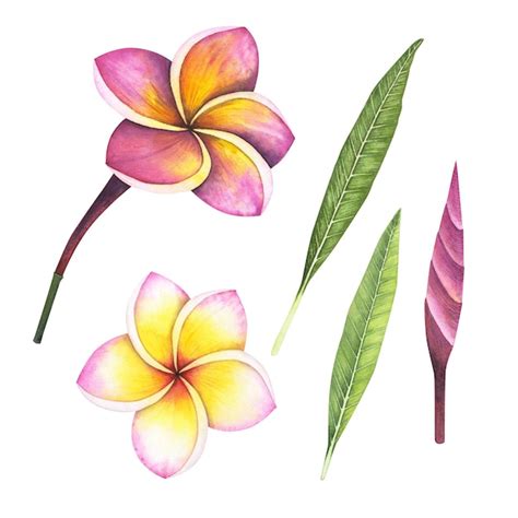 D Finir La Fleur De Plumeria Isol E Sur Fond Blanc Illustration