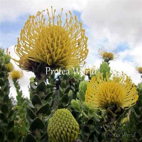 High Gold Protea World