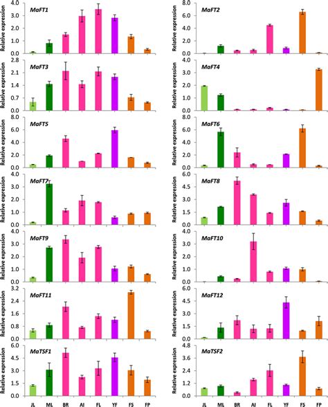 Tissue And Organ Specific Expression Of Banana Ft Tsf Like Genes The