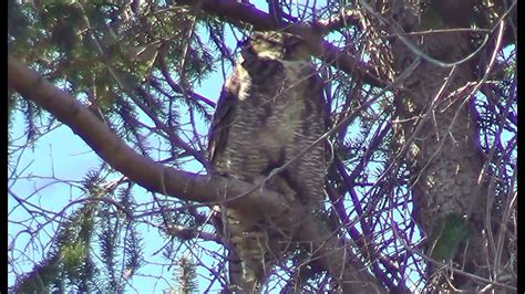 Great Horned Owl Youtube