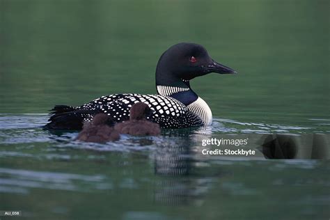 Loon Swimming High-Res Stock Photo - Getty Images