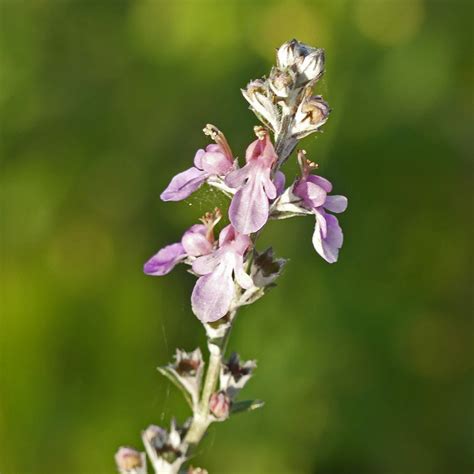 welcher Lippenblütler Pflanze unbestimmt Plantae ind Flickr