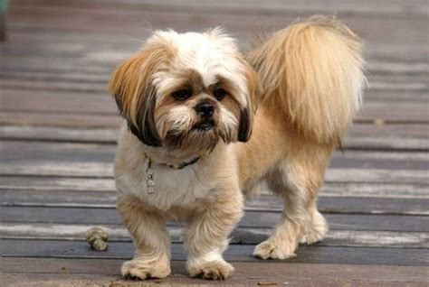 Pekingese Haircut Styles Pictures - what hairstyle should i get