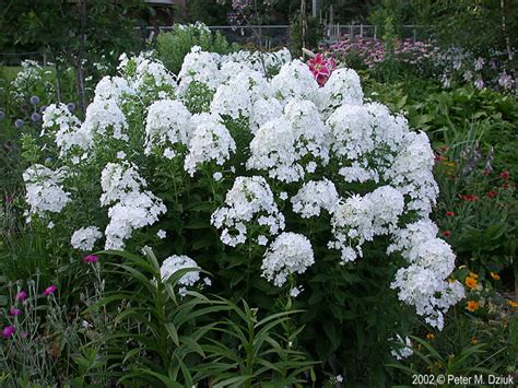 Phlox Paniculata Garden Phlox Minnesota Wildflowers