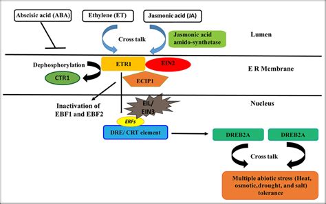 A Representative Model Of Ethylene Responsive Factors Erfs And