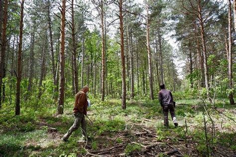 La gestión forestal sostenible es fundamental para la mejora del