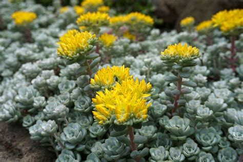 【多肉植物・セダム】育て方のコツ＆おすすめ品種7選。グラウンドカバーに最適 植えっぱなしでも元気に育つ！春に咲く花もカワイイ Limo