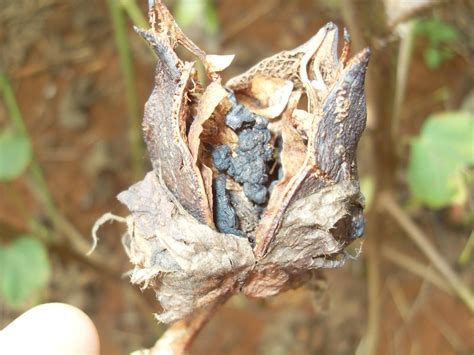 Integrated Management Of White Mold On Cotton Revista Cultivar