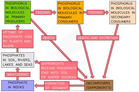 Aqa A Level Biology复习笔记5 4 1 Nutrient Cycles 翰林国际教育