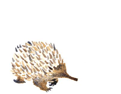 Echidna Wildlife Projects :: Photos, videos, logos, illustrations and ...