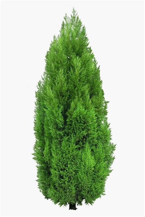 Cypress Tree Png Transparent Png Transparent Png Image PNGitem