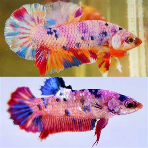 Hmpk Dumbo Male Betta Fish Db 0345 — Jv Betta 54 Off