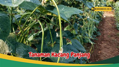 Mengenal 4 Jenis Tanaman Kacang Panjang Dari Seluruh Penjuru Dunia