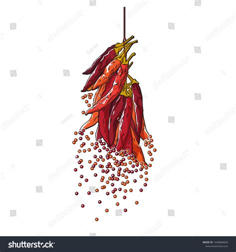 Dried Hand Drawn Sketch Hot Pepper Stock Vector Royalty Free Shutterstock