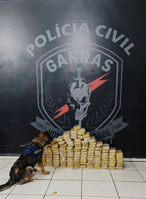 ajuda de cães farejadores PRF e GARRAS apreende 126 9 Kg de