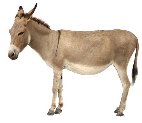 Burro Imágenes Png Descarga Gratuita