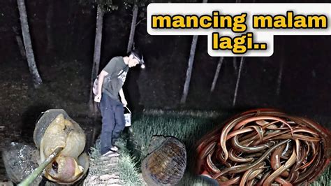 BETAH Mudah Banget Mancing Belut Di Spot Sawah Udah Pasti Dapat