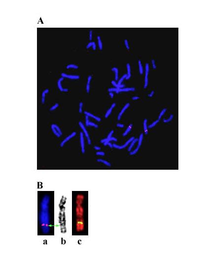 A Genomic Chromosomal Localization Of The Human Drim By Fluorescence