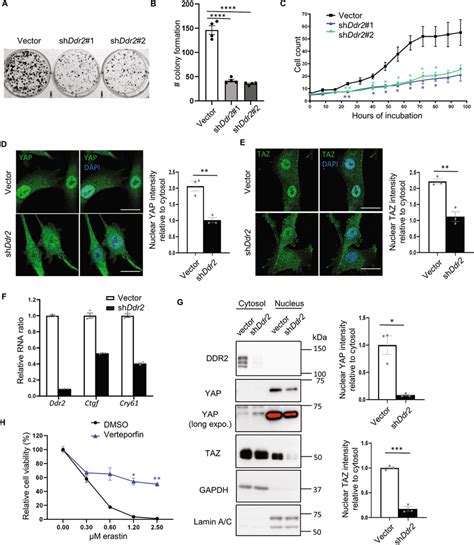 Ddr Regulates Cell Proliferation And Yap Taz Activity A B The