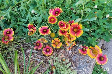 How To Grow Gaillardia Blanket Flower Gardeners Path