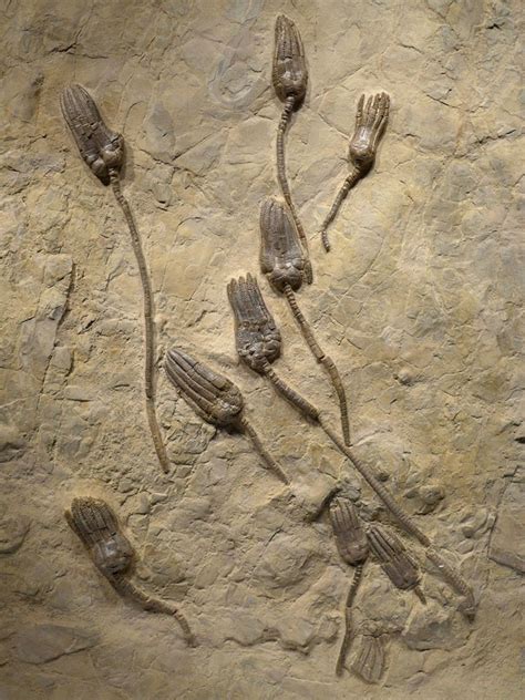 Large Hanging Ocean Triassic Sea Lily Crinoid Display Fossil Cri100