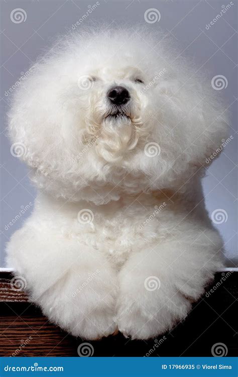 Bichon Frise Looking Up Stock Image Image Of Poses Havanese 17966935