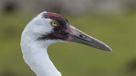 Types of Cranes: 4 Cranes with pictures