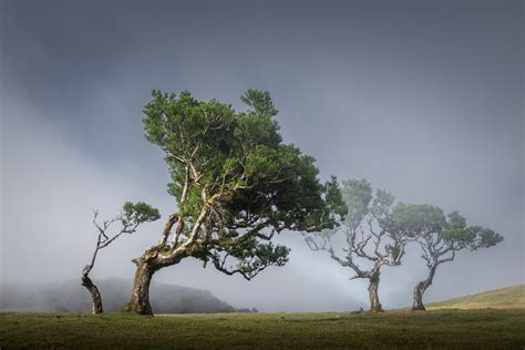 25 Photos of Madeira's Dreamy Fanal Forest by Albert Dros