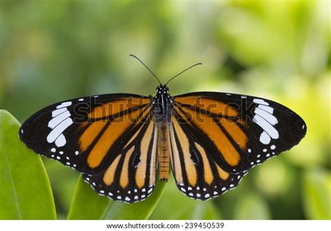 Orange Monarch Butterfly Green Leaves Background Stock Photo 239450539