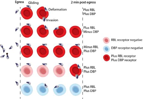 Fig A Model Of How Rbl And Dbp Ligands Mediate Phased Commitment To