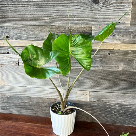 Alocasia Stingray Pot Plant Hawaii