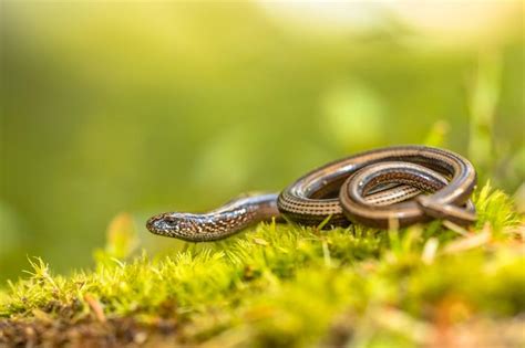 Comment Reconna Tre Un Serpent Dans Son Jardin