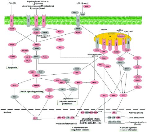 Toll Like Receptor Signaling Pathway Representing The Present And Download Scientific Diagram