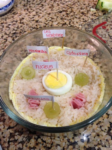How To Make An Edible Animal Cell Model