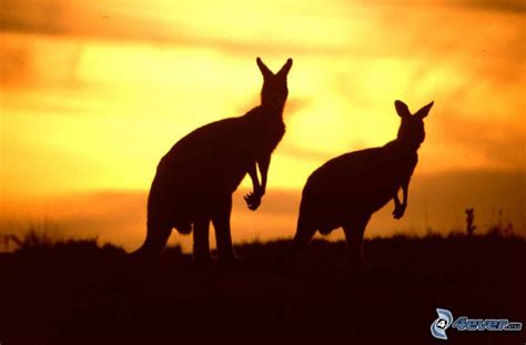 Siluetas De Los Animales