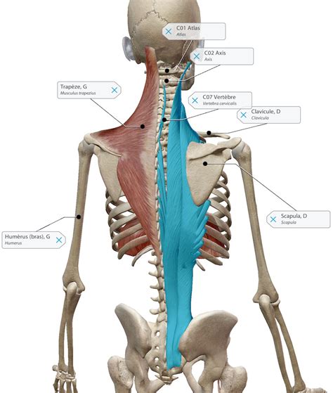 Tout Savoir Sur La Posture De La Charrue Ou Halasana