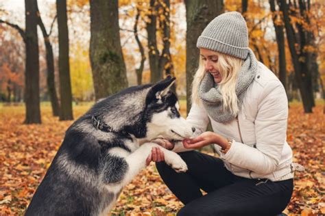 A Husky's Guide To Healthy Diet: Tips To Keep Them Fit