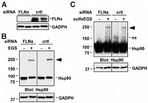 Determination Of The Role Of FLNa In The Formation And Cell Surface