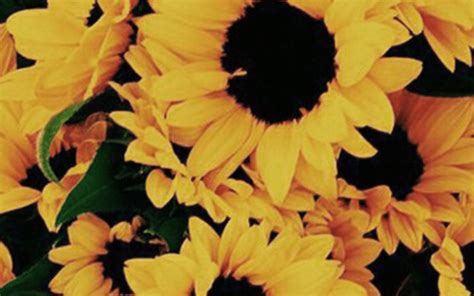 Sunflower Yellow Tumblr Aesthetic Wallpapers Top Free Sunflower Yellow Tumblr Aesthetic