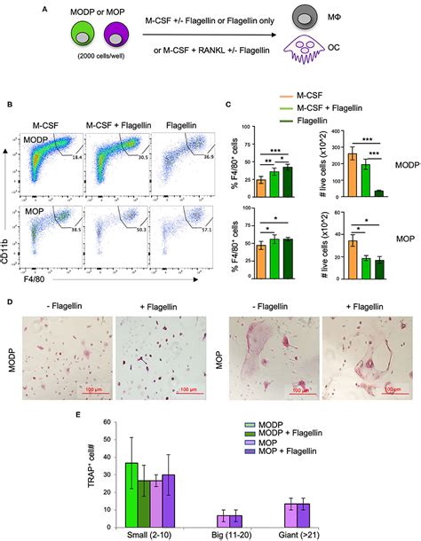 Frontiers Flagellin Tlr Stimulate Myeloid Progenitors To Enter Lung