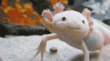 Axolotl GIFs | Tenor