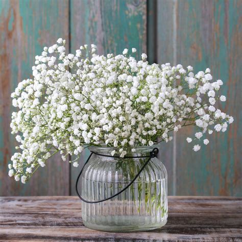 buy gypsophila babys breath  easy  grow bulbs easy  grow