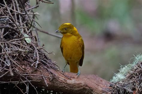 Golden Bowerbirds Building Prowess Helps Scientists Monitor Climate