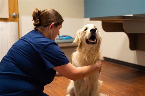 Pet Rehabilitation Dog And Cat Physical Therapy Cary Nc