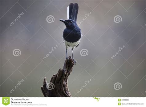 The Magpie Robin Is National Bird Of Bangladesh Royalty Free Stock