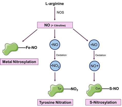 Nitric Oxide Mediated Post Translational Modifications Ptm