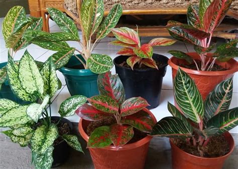 8 Tips Cara Memilih Aglaonema Bagi Pemula RajaBeli