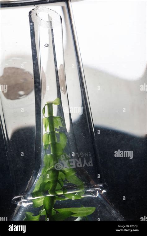 Pondweed producing bubbles during the factors that affect ...