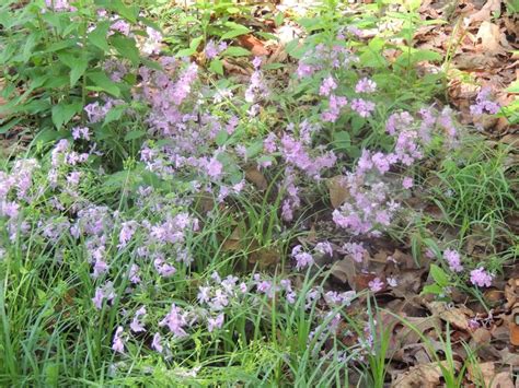 Pin On Vacation Hot Springs Day Spring Day Garden Hot Springs